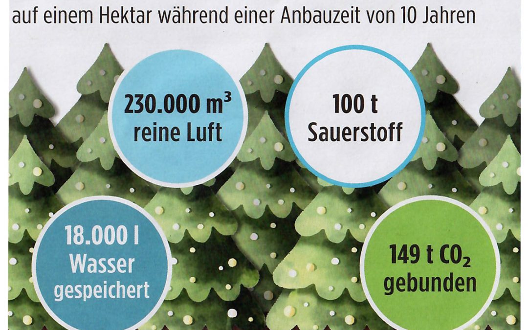 Weihnachtsbaum nachhaltig | Umweltnutzen von Weihnachtsbäumen
