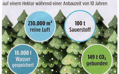 Weihnachtsbaum nachhaltig | Umweltnutzen von Weihnachtsbäumen