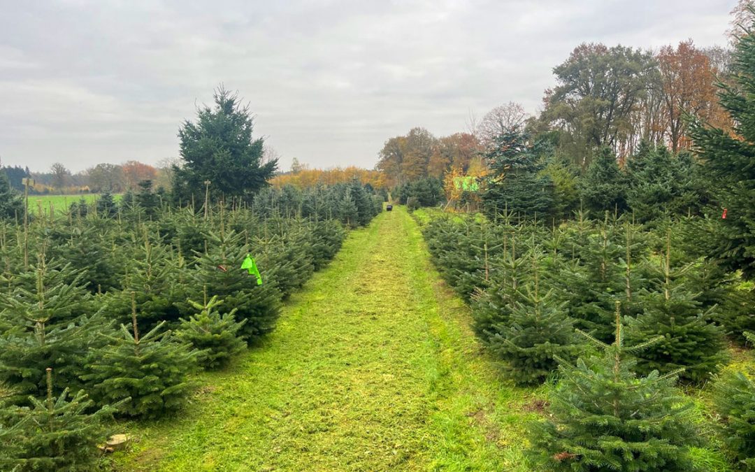 Weihnachtsbaum selber schlagen | Alles was man wissen muss