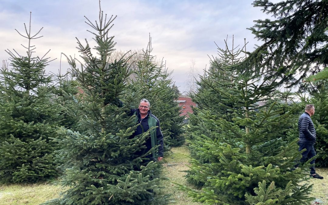 4 Meter, 5 Meter bis 6 Meter Weihnachtsbaum | groß