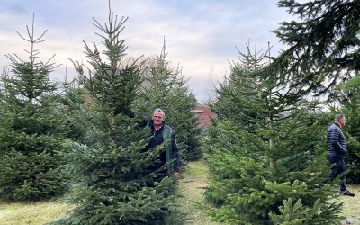 4 Meter, 5 Meter bis 6 Meter Weihnachtsbaum | groß